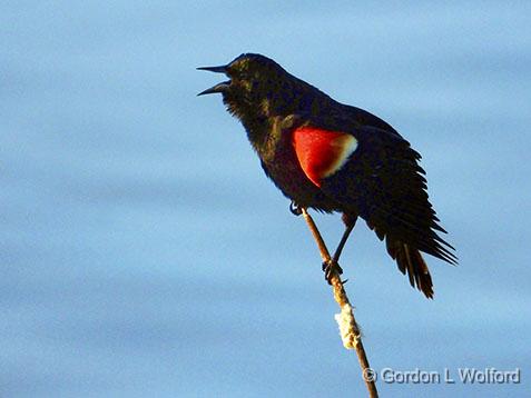 Red-winged Blackbird_DSCF00620.jpg - Red-winged Blackbird (Agelaius phoeniceus) photographed near Kilmarnock, Ontario, Canada.
